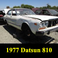 Junkyard 1977 Datsun 810 sedan